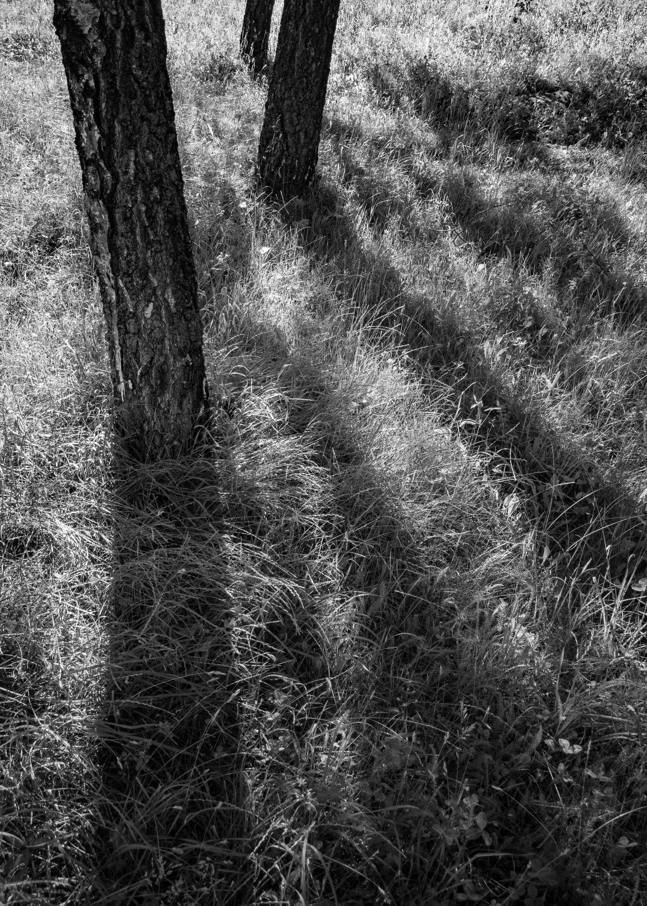4. Tiene stromov foto Jan Zitniak